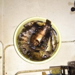 マリンガイド福丸 釣果