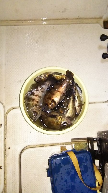 マリンガイド福丸 釣果