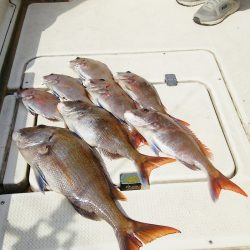 マリンガイド福丸 釣果