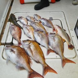 マリンガイド福丸 釣果