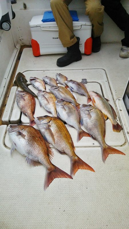マリンガイド福丸 釣果