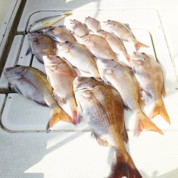 マリンガイド福丸 釣果