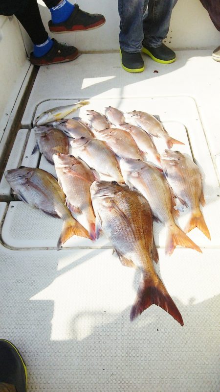 マリンガイド福丸 釣果