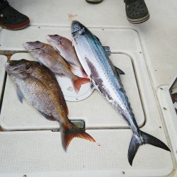 マリンガイド福丸 釣果