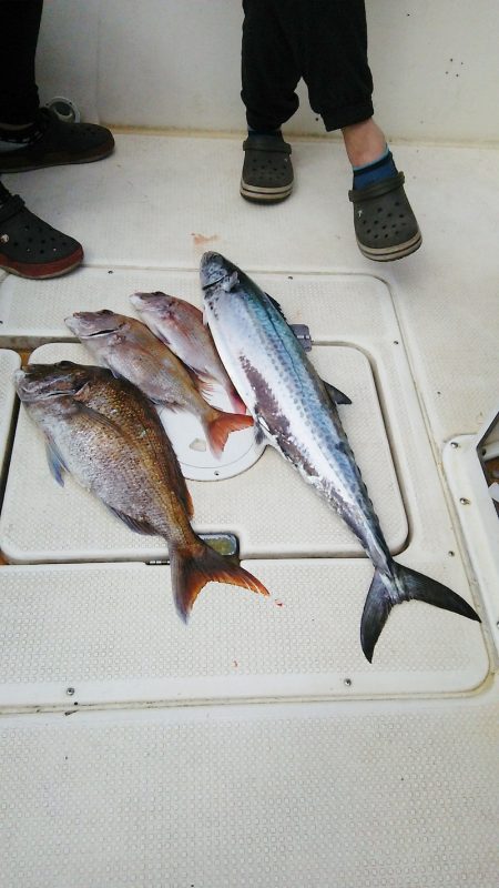 マリンガイド福丸 釣果