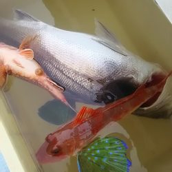 千尋丸 釣果