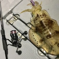 South Current 釣果