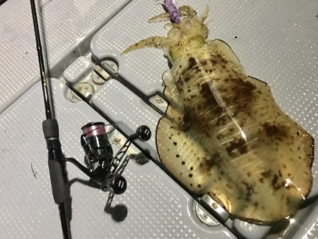 South Current 釣果