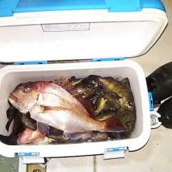 マリンガイド福丸 釣果