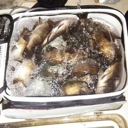 マリンガイド福丸 釣果