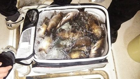 マリンガイド福丸 釣果