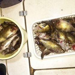 マリンガイド福丸 釣果