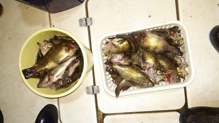 マリンガイド福丸 釣果