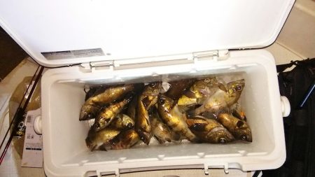 マリンガイド福丸 釣果