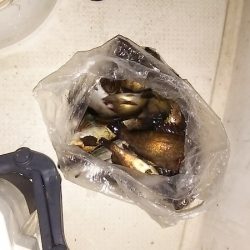 マリンガイド福丸 釣果