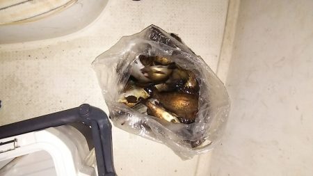 マリンガイド福丸 釣果