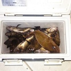 マリンガイド福丸 釣果