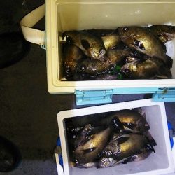 マリンガイド福丸 釣果