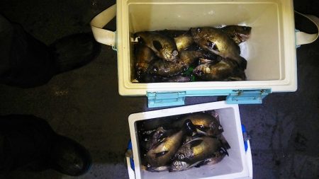 マリンガイド福丸 釣果