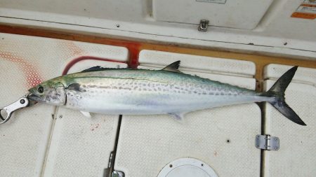 マリンガイド福丸 釣果