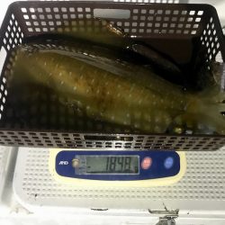 South Current 釣果