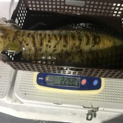 South Current 釣果