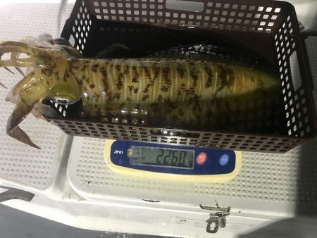 South Current 釣果