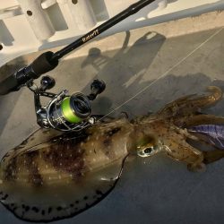 South Current 釣果