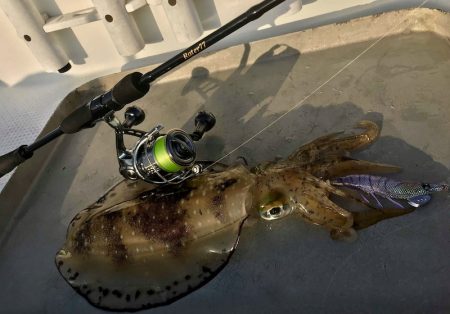 South Current 釣果