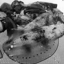 South Current 釣果