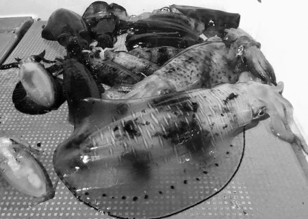 South Current 釣果