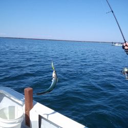 ひな丸 釣果