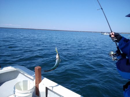 ひな丸 釣果
