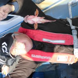 ヤザワ渡船 釣果