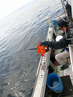 第二清洋丸 釣果