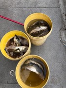 NAGASHIMA MARU(永島丸) 釣果