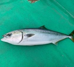 第三むつりょう丸 釣果