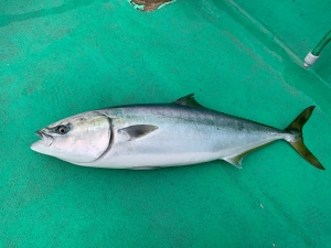 第三むつりょう丸 釣果