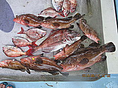 遊漁船 未紗奈 釣果