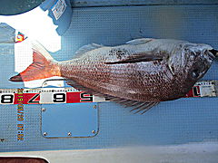 遊漁船 未紗奈 釣果