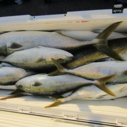 ジギング船 BLUEWATER 釣果