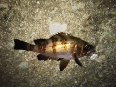 まだメバリング