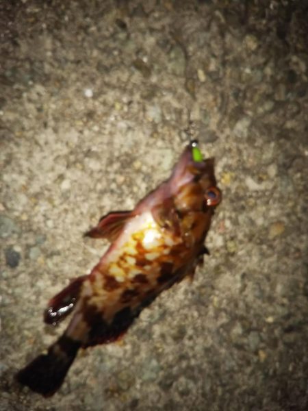 連投ライトゲーム