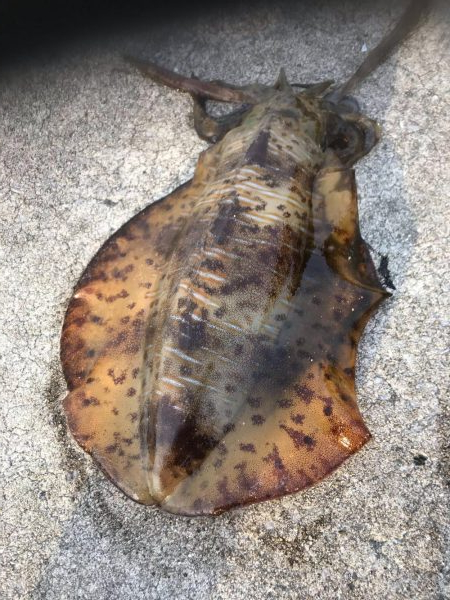 春イカを狙いに遠くからエギングに、キロアッ…