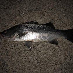 夜はヒラ、午前はシイラ