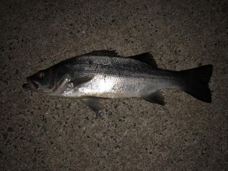 夜はヒラ、午前はシイラ