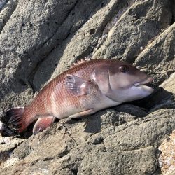 コブダイ 京都府 犬ヶ崎 カゴ釣り カンダイ 陸っぱり 釣り 魚釣り 釣果情報サイト カンパリ