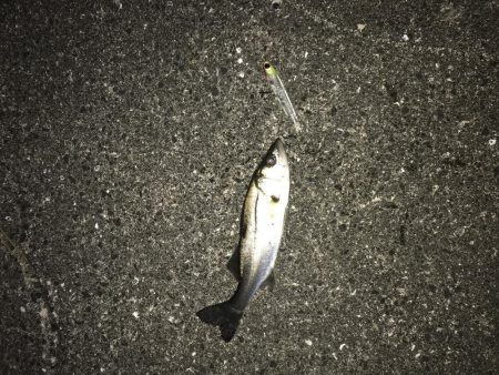 令和ファーストフィッシュはボラ