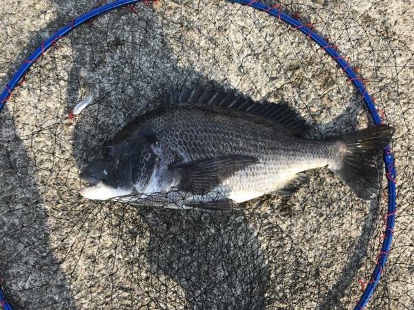 根掛かりかと思ったら走り出した！