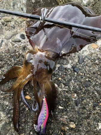 久しぶりのアオリイカ〜